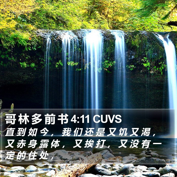 哥 林 多 前 书 4:11 CUVS Bible Study