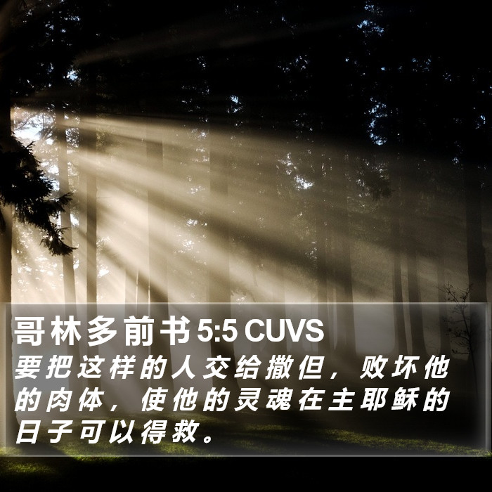 哥 林 多 前 书 5:5 CUVS Bible Study