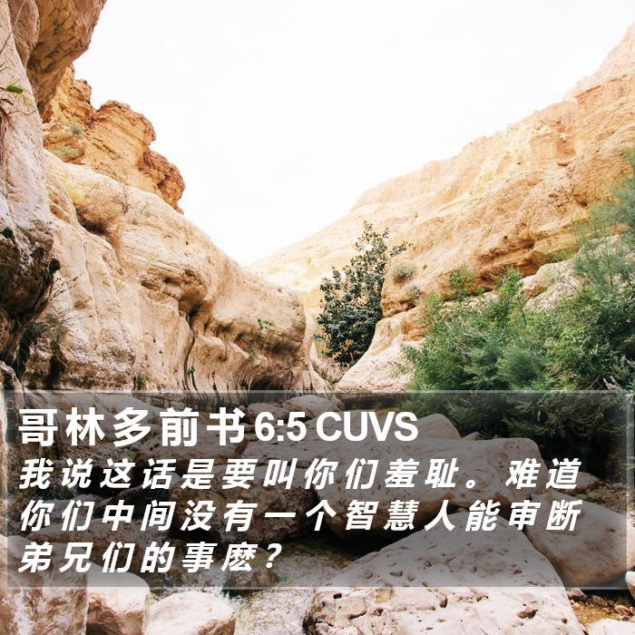 哥 林 多 前 书 6:5 CUVS Bible Study