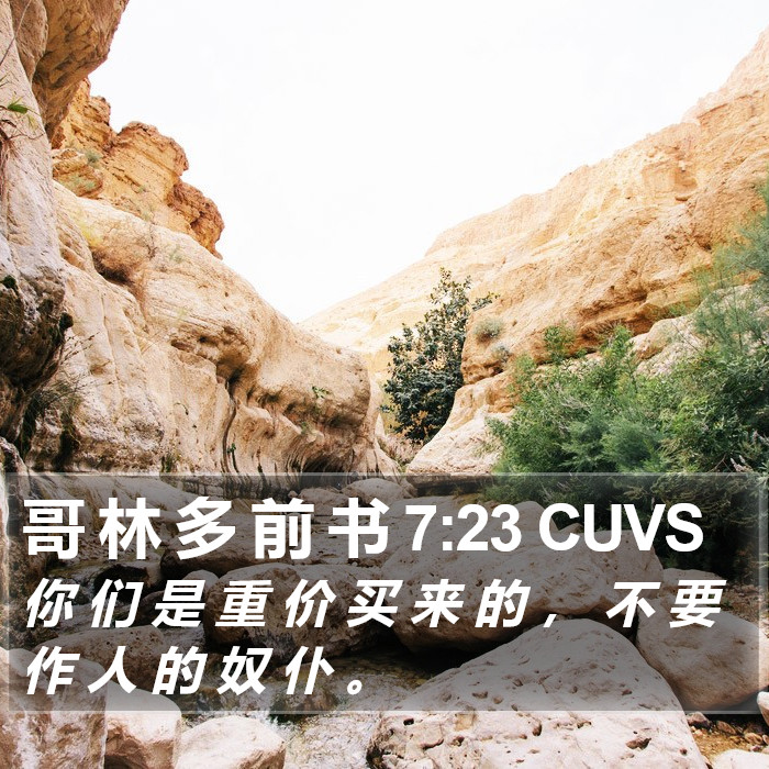 哥 林 多 前 书 7:23 CUVS Bible Study
