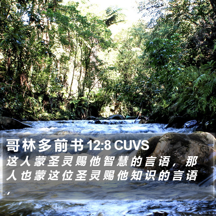 哥 林 多 前 书 12:8 CUVS Bible Study