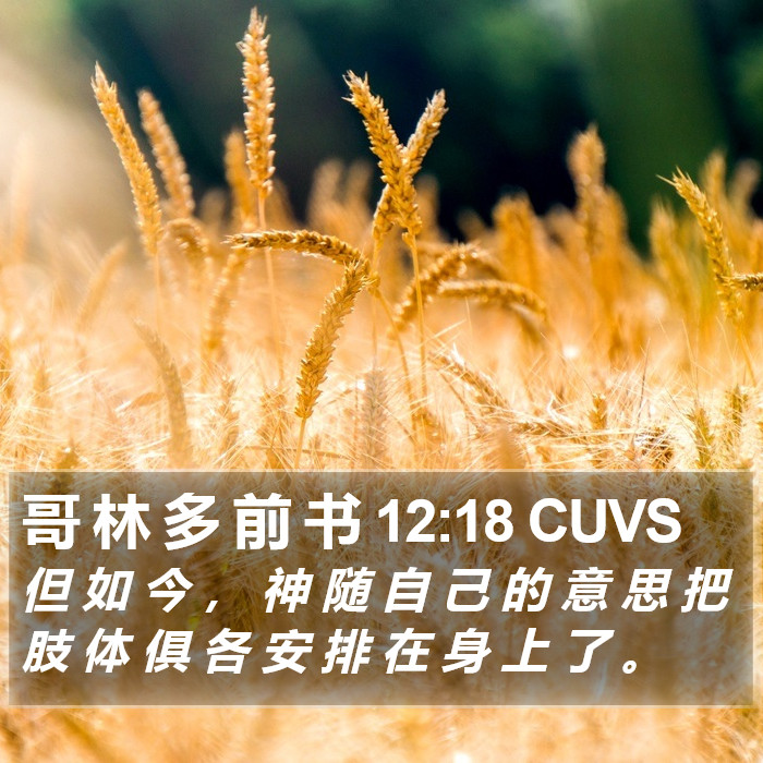 哥 林 多 前 书 12:18 CUVS Bible Study