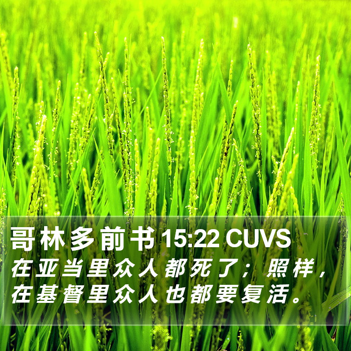 哥 林 多 前 书 15:22 CUVS Bible Study