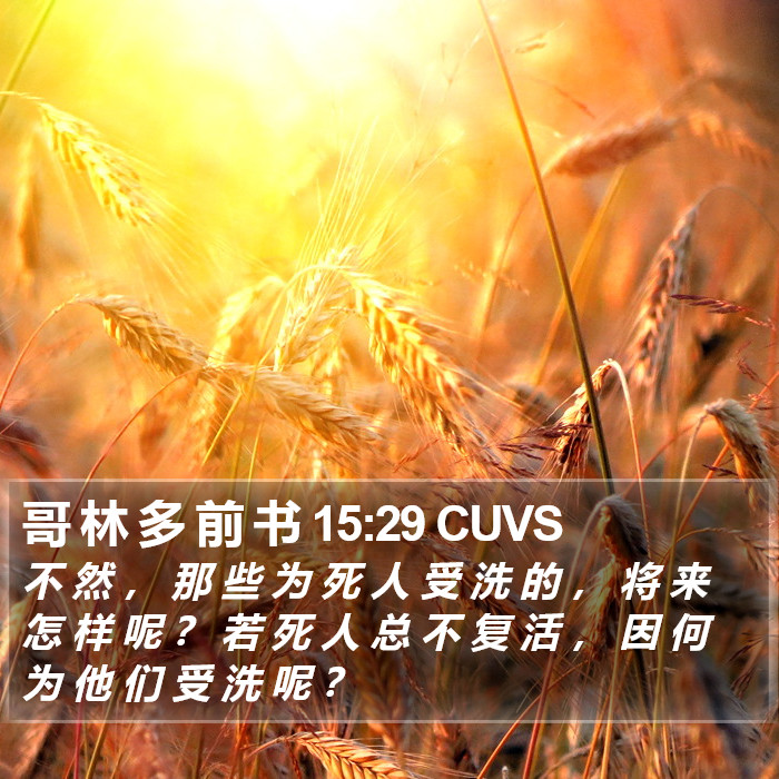 哥 林 多 前 书 15:29 CUVS Bible Study