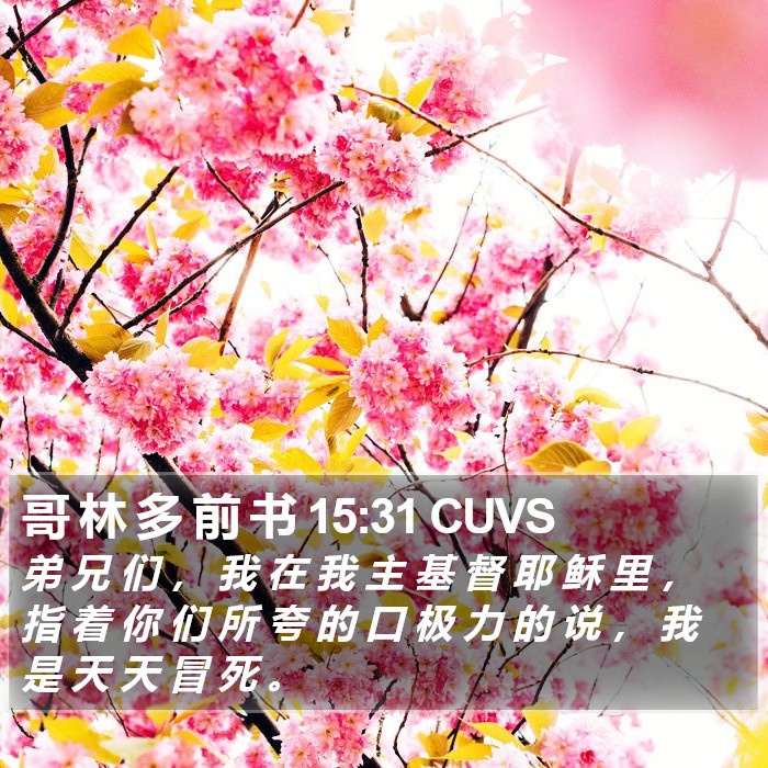 哥 林 多 前 书 15:31 CUVS Bible Study