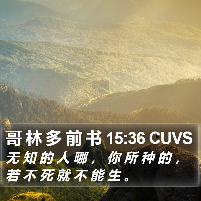 哥 林 多 前 书 15:36 CUVS Bible Study