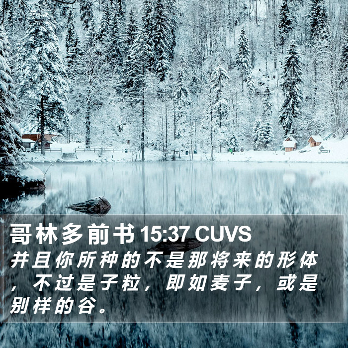 哥 林 多 前 书 15:37 CUVS Bible Study