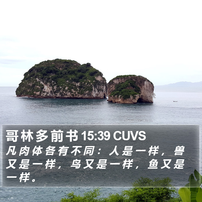 哥 林 多 前 书 15:39 CUVS Bible Study