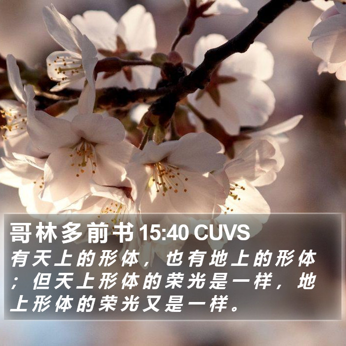 哥 林 多 前 书 15:40 CUVS Bible Study