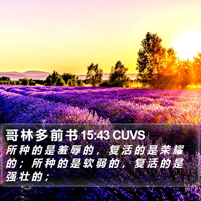 哥 林 多 前 书 15:43 CUVS Bible Study