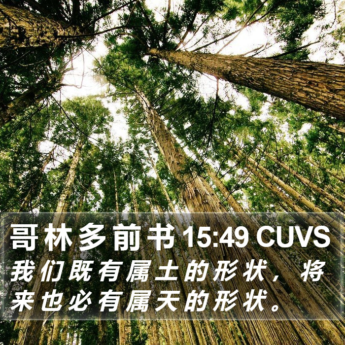 哥 林 多 前 书 15:49 CUVS Bible Study