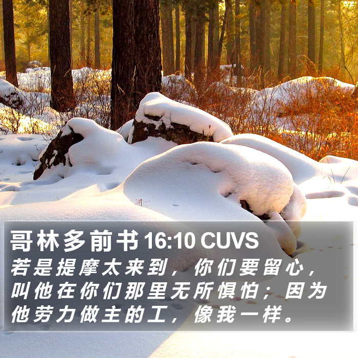 哥 林 多 前 书 16:10 CUVS Bible Study