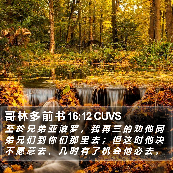 哥 林 多 前 书 16:12 CUVS Bible Study