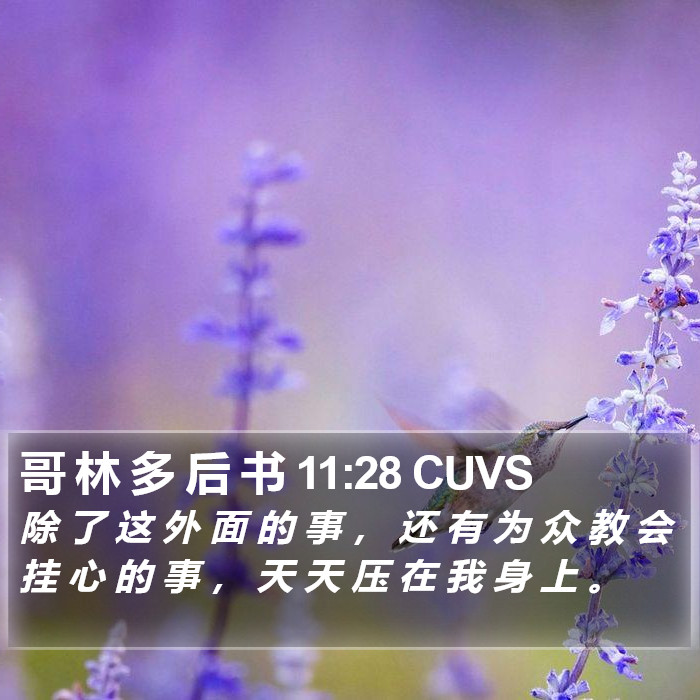 哥 林 多 后 书 11:28 CUVS Bible Study