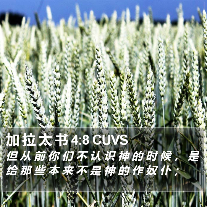 加 拉 太 书 4:8 CUVS Bible Study