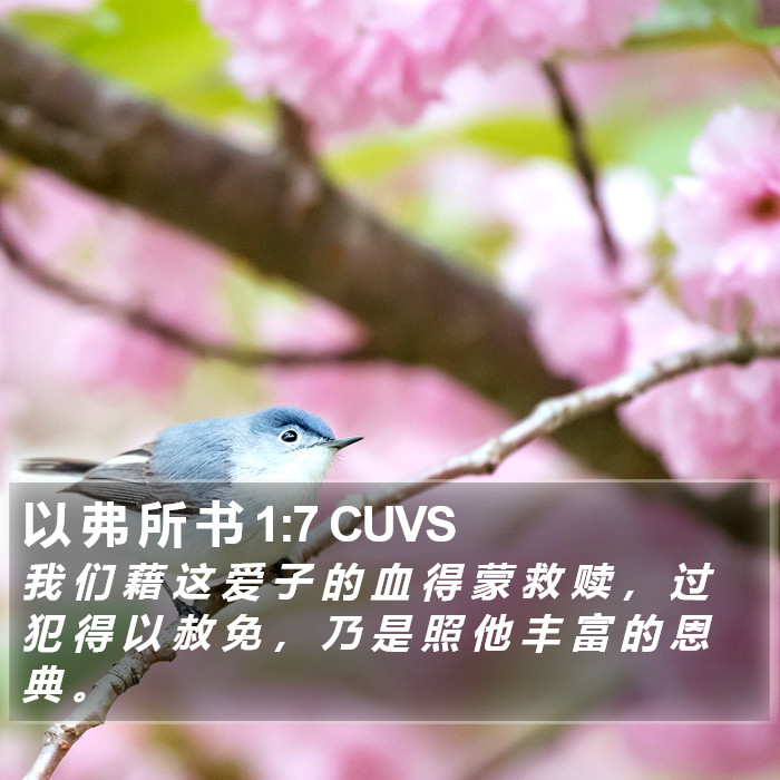 以 弗 所 书 1:7 CUVS Bible Study