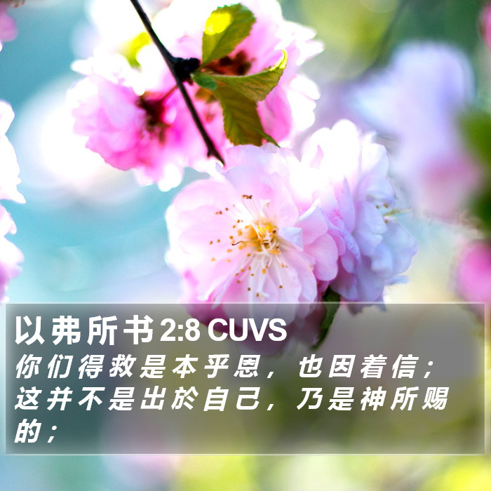 以 弗 所 书 2:8 CUVS Bible Study