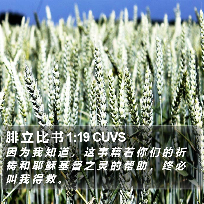 腓 立 比 书 1:19 CUVS Bible Study