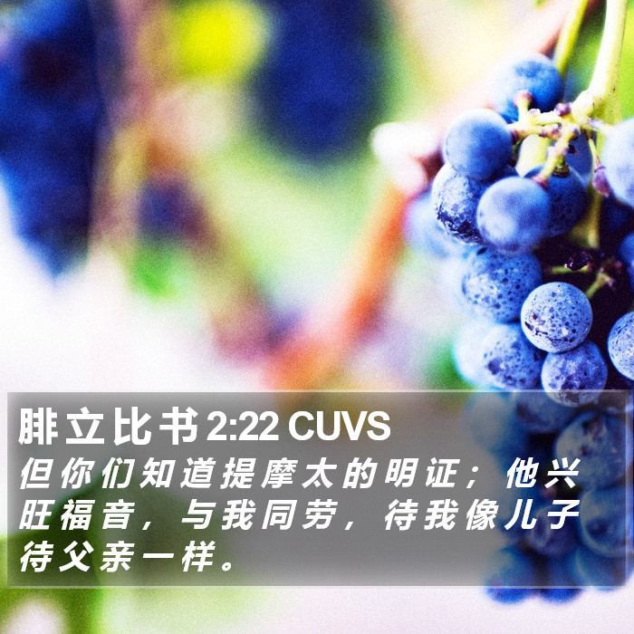 腓 立 比 书 2:22 CUVS Bible Study