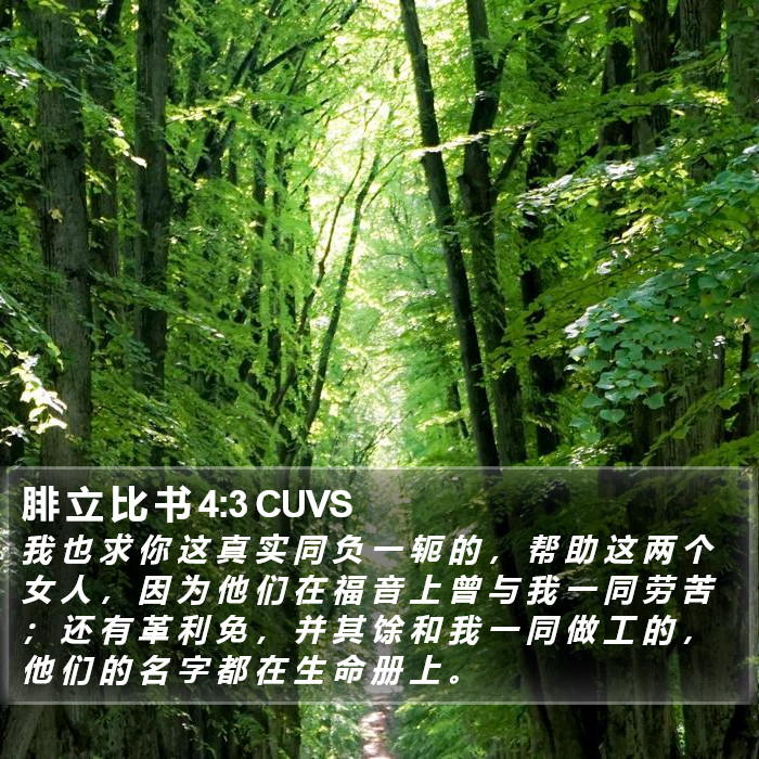 腓 立 比 书 4:3 CUVS Bible Study