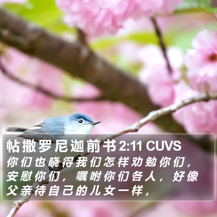 帖 撒 罗 尼 迦 前 书 2:11 CUVS Bible Study