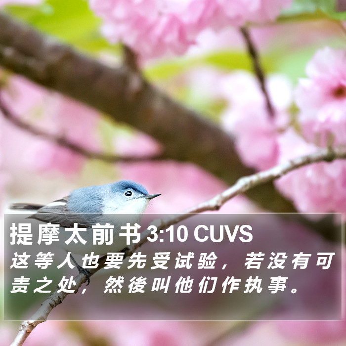 提 摩 太 前 书 3:10 CUVS Bible Study