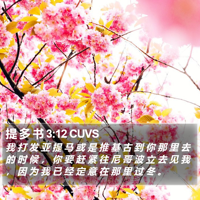 提 多 书 3:12 CUVS Bible Study