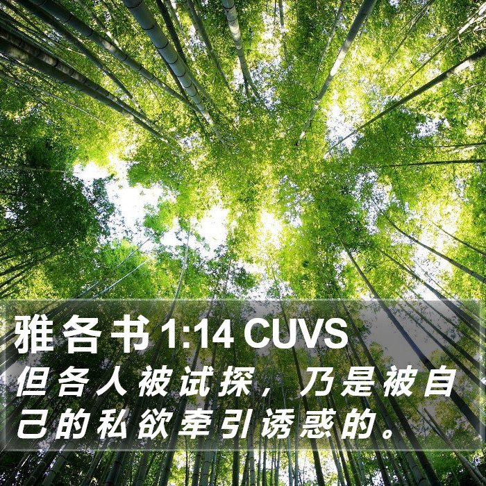 雅 各 书 1:14 CUVS Bible Study