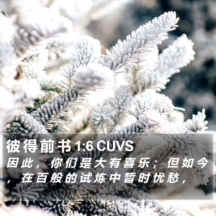 彼 得 前 书 1:6 CUVS Bible Study