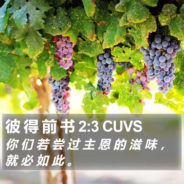 彼 得 前 书 2:3 CUVS Bible Study