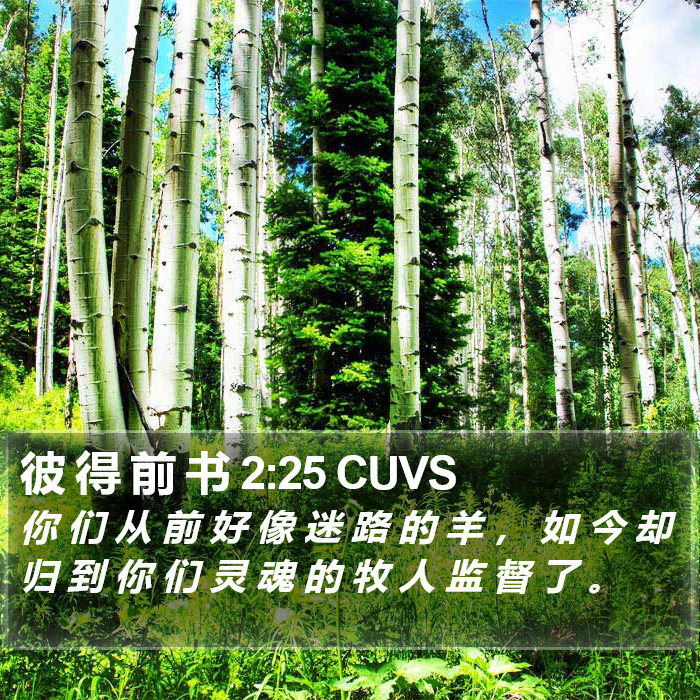 彼 得 前 书 2:25 CUVS Bible Study