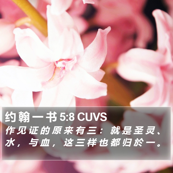 约 翰 一 书 5:8 CUVS Bible Study