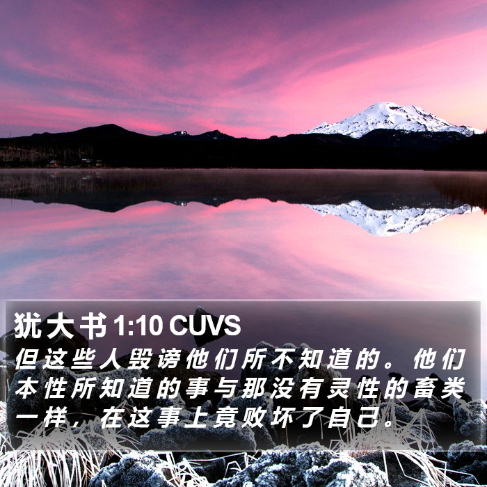 犹 大 书 1:10 CUVS Bible Study